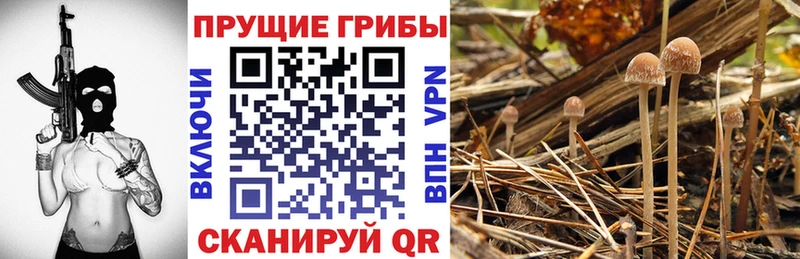 Галлюциногенные грибы Cubensis  kraken зеркало  Южа 